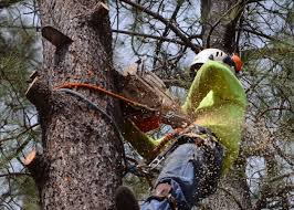 Get tree removal quotes from arborists near you. Tree Service Tree Services Tree Care West Des Moines Ia