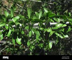Image result for Elaeodendron