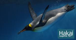 I don't see why it won't survive. Penguins Call Underwater Hakai Magazine
