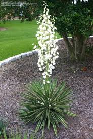 Yucca Cernua With It S Beautiful Flower Spike Plants Yucca Plant Heat Tolerant Flowers
