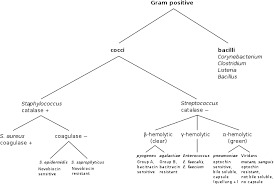 They have a cytoplasmic membrane and an outer membrane containing lipopolysaccharide. Gram Positive Bacteria Wikipedia