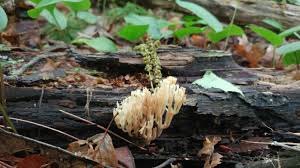 Image result for Ramaria stricta