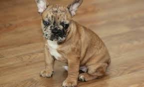 Illinois applicants must own their home, have no children under 8 years old, and have excellent vet history. French Bulldog Puppy For Sale Adoption Rescue For Sale In Marshfield Wisconsin Classified Americanlisted Com