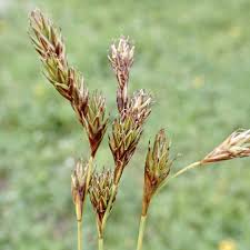 Image result for Schoenoxiphium