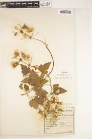 Image result for Clematis dolichopoda