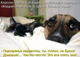 приколі про собак