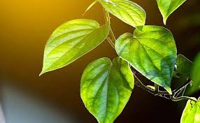 Daun sirih memiliki banyak manfaat, salah satunya manfaat rebusan daun sirih bagi kesehatan dan kecantikan untuk kaum hawa. 13 Manfaat Daun Sirih Obat Herbal Paling Terkenal