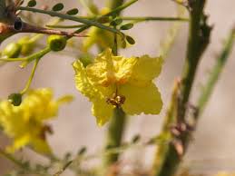 Image result for Parkinsonia aculeata