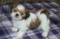 Shih Tzus for Sale in Roanoke, VA | Dogs on Oodle Classifieds