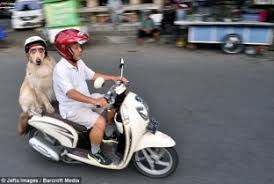 Monyet Dibonceng Pake Helm Dapat Apresiasi Dari Polisi Bonsaibiker Dalam kesehariannya, upin ipin juga selalu bermain bersama. monyet dibonceng pake helm dapat
