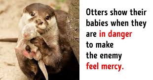 20 Animal Facts That Made Us Go Awww Fun Facts About Animals Weird Animal Facts Animal Facts