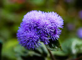 How To Grow Floss Flower Ageratum Garden Chronicle
