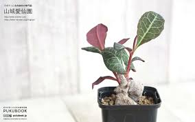 Image result for Monadenium spinulosum