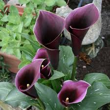Image result for Zantedeschia