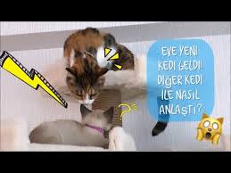Evde Kedi Beslemek Gunah Mi Kedi Bakimi Neler Yememeli Nasil Egitim Verilir Herseyaskla Youtube