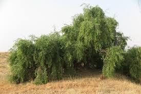 Image result for Salvadora persica