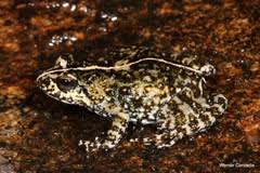 Image result for Berkheya johnstoniana