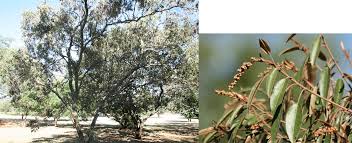 Image result for Croton gratissimus