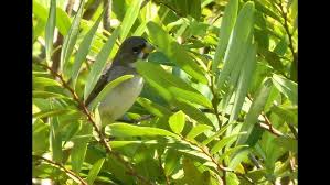 Image result for Rotheca luembensis