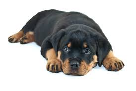 It is the most important step in every training. What You Need To Know About Rottweiler Temperament