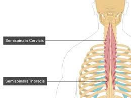 Despite being a relatively small region, it contains a range of important anatomical features. Semispinalis Thoracis Muscle