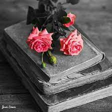 Pin By Dorothea Gabbia On Colour Splash Color Splash Pink Color Splash Photography Flowers Black Background