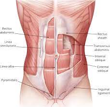 Historical artwork of the internal anatomy of a female abdomen, shown by a vertical slice seen from the side. Abdominal Wall Pain Clinical Evaluation Differential Diagnosis And Treatment American Family Physician