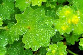 Image result for Alchemilla ellenbeckii