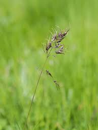 Image result for Bulbostylis pusilla