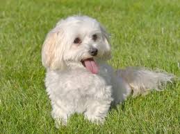 Oops, none of these puppies are available! Maltipoo Breeders In Texas Our Fit Pets
