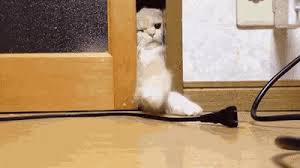 We've all heard that saying: Shock And Gnaw How To Stop Cats From Chewing On Cords Cat Checkup