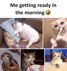 Amazing Outfit Ideas For Every Personal Style Cat Memes Cat Memes Clean Cat Quotes Funny