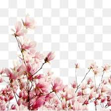 Milhoes De Imagens Png Fundos E Vetores Para Download Gratuito Pngtree Png Floral Desenhos Para Colorir Carros Elementos Graficos