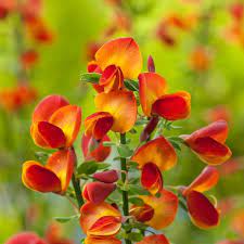Cytisus Lena Broom Flowers In May Beautiful Flowers Flowers Plants
