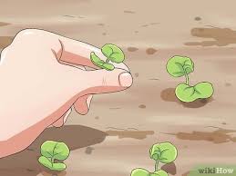 Sow the seeds ( 2 seeds in a pot with 3 to 4. 4 Ways To Grow Four O Clock Flowers Wikihow