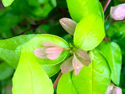 Fast uk delivery and no quibble guarantee! Linnaea X Grandiflora Glossy Abelia North Carolina Extension Gardener Plant Toolbox