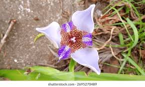 Image result for Neomarica northiana
