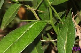 Image result for Haumaniastrum coriaceum