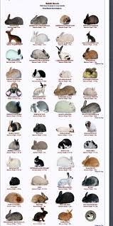 163 Best Georgias Bunny Pins Images Bunny Rabbit Hutches