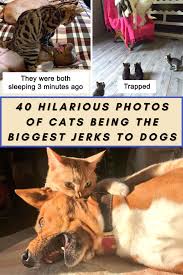 40 Hilarious Photos Of Cats Being The Biggest Jerks To Dogs In 2020 Cats Funny Photos Cat Photo