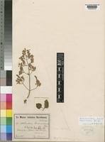 Image result for Aeollanthus rehmannii