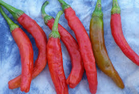 Cayenne Carolina Hot Pepper