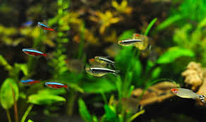 Image result for neon tetra