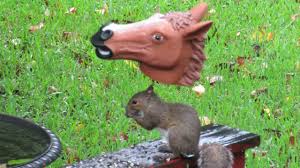 Apr 27, 2013 · thanks for sharing these helpful solutions. 9 Of The Best Squirrel Feeders For Your Backyard You Ll Love Squirrel Enthusiast