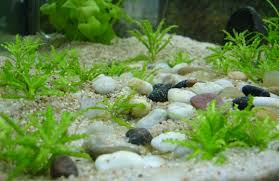 Tanaman aquacape untuk pemula yang mudah perawatannya: 12 Jenis Tanaman Karpet Aquascape Yang Mudah Untuk Pemula Hobinatang