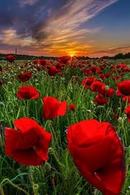 Sunset In Poppy Field Kos Island Greece Pflanzen Feld Mit Blumen Landschaftsfotos