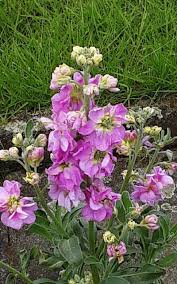 Image result for Matthiola