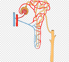 Gfr renaler blutfluss tubuloinsterstitieller schaden. Ausscheidungssystem Nierenreabsorption Nierenphysiologie Urin Niere Anatomie Blut Marke Png Pngwing