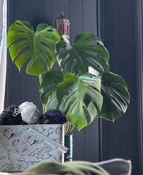 Hi all! I just wanted to introduce myself and share my new Monstera! First  time owner 🙂