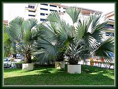 Mildly drought and salt tolerant. Bismarckia Nobilis A Striking And Spectacular Fan Palm John Jacq S Garden